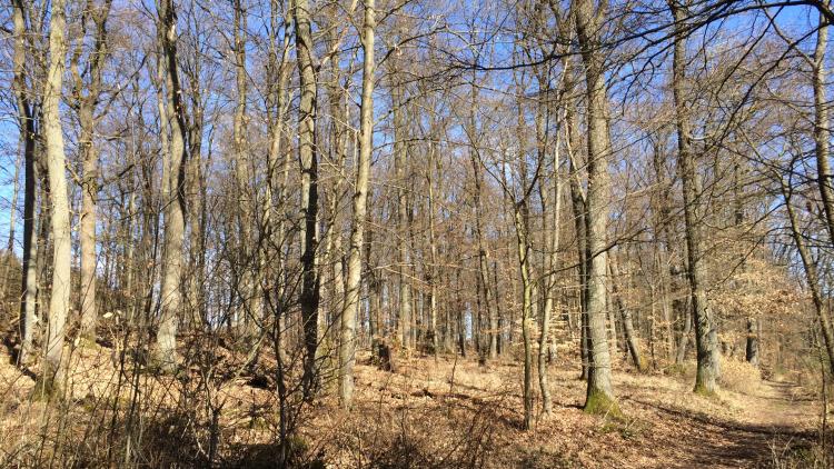 Wald im März