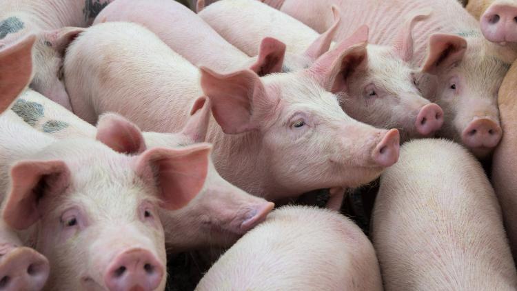 Schweine